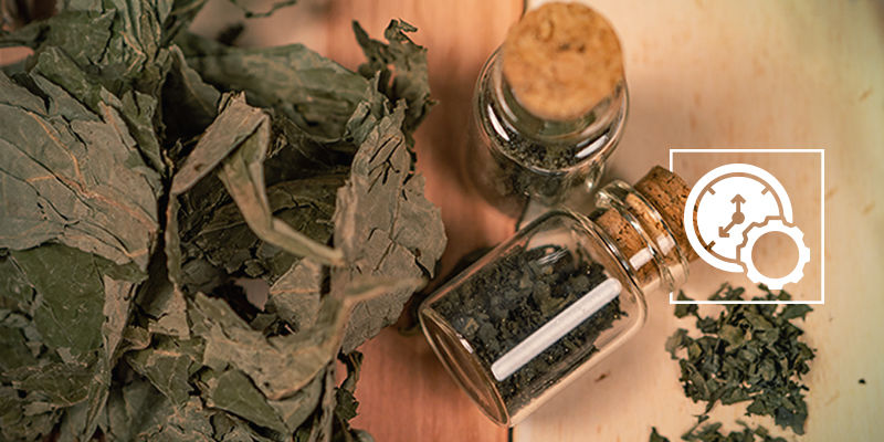 Koop Salvia divinorum | Beste Salvia Extracten - Zamnesia